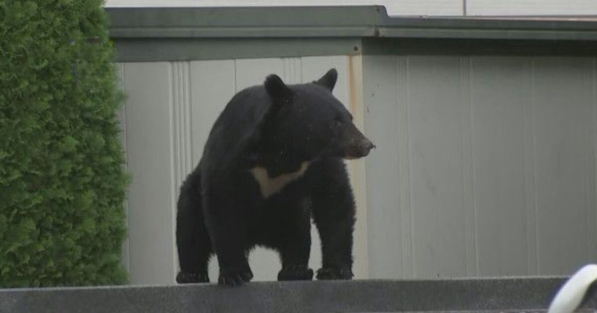 埼玉クマ出没